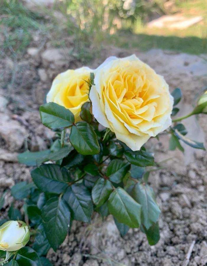 Il Podere Di Massi บาร์เบริโน ดิ มูเจลโล ภายนอก รูปภาพ